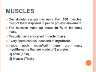 MUSCLES
 Our skeletal system has more than 650 muscles,
most of them disposed in pair to provide movement.
 The muscles make up about 40 % of the body
mass.
 Muscular cells are called muscle fibers.
 Every fibers contain thousand of myofibrils.
 Inside each mayofibril there are many
myofilaments that are made of 2 proteins :
1] Actin (Thin)
2] Myosin (Thick)
 