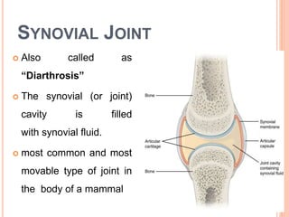 SYNOVIAL JOINT
 Also called as
“Diarthrosis”
 The synovial (or joint)
cavity is filled
with synovial fluid.
 most common and most
movable type of joint in
the body of a mammal
 