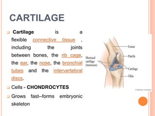 CARTILAGE
 Cartilage is a
flexible connective tissue ,
including the joints
between bones, the rib cage,
the ear, the nose, the bronchial
tubes and the intervertebral
discs.
 Cells - CHONDROCYTES
 Grows fast--forms embryonic
skeleton
 