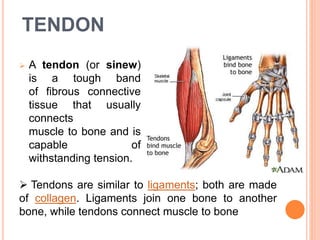TENDON
 A tendon (or sinew)
is a tough band
of fibrous connective
tissue that usually
connects
muscle to bone and is
capable of
withstanding tension.
 Tendons are similar to ligaments; both are made
of collagen. Ligaments join one bone to another
bone, while tendons connect muscle to bone
 