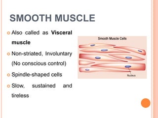 SMOOTH MUSCLE
 Also called as Visceral
muscle
 Non-striated, Involuntary
(No conscious control)
 Spindle-shaped cells
 Slow, sustained and
tireless
 