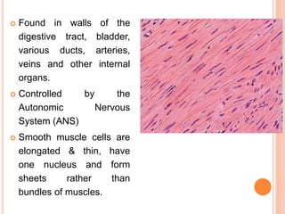  Found in walls of the
digestive tract, bladder,
various ducts, arteries,
veins and other internal
organs.
 Controlled by the
Autonomic Nervous
System (ANS)
 Smooth muscle cells are
elongated & thin, have
one nucleus and form
sheets rather than
bundles of muscles.
 