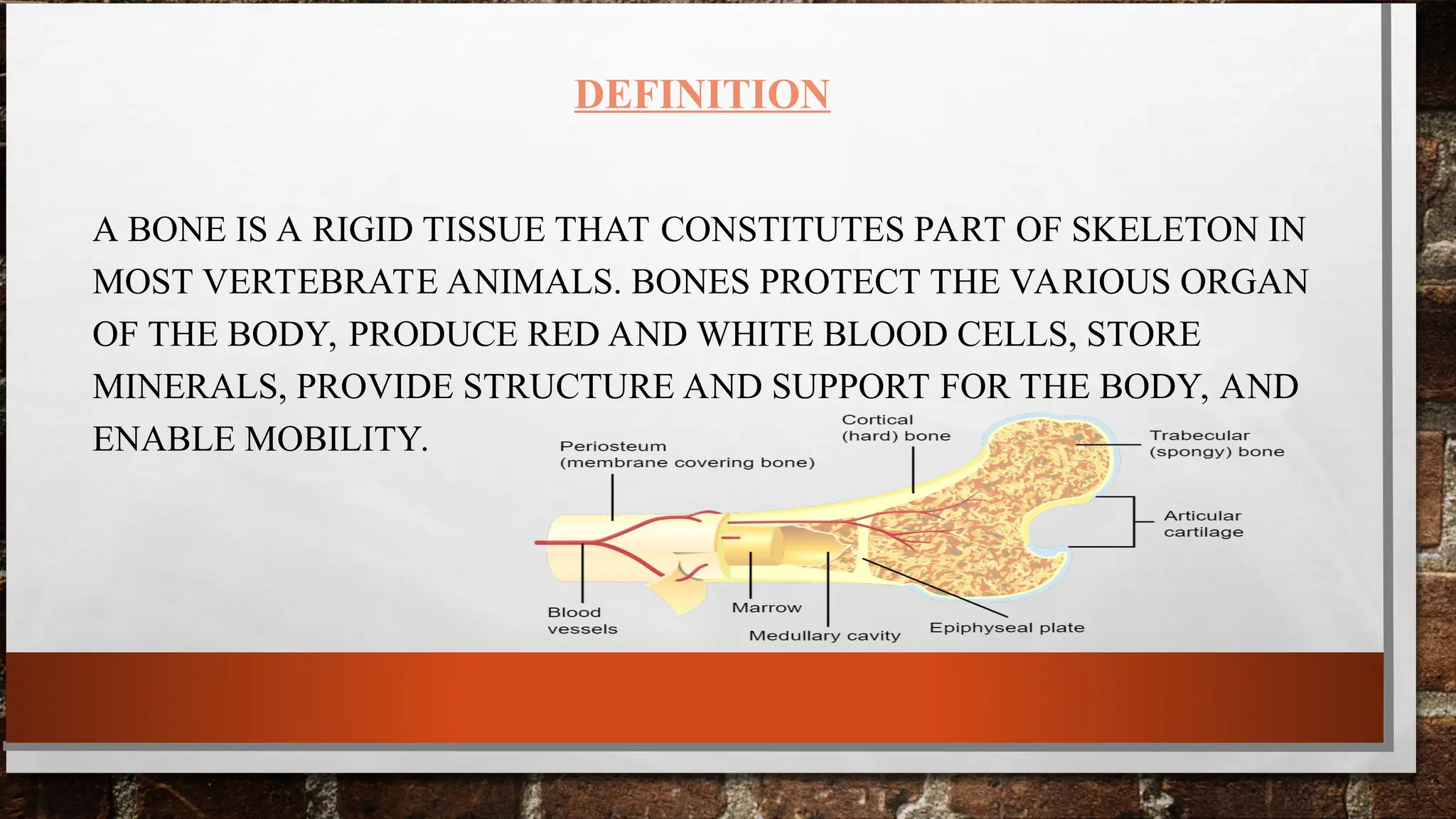ANATOMY OF MUSCULOSKELETON SYSTEM PRESENTATION | PPT