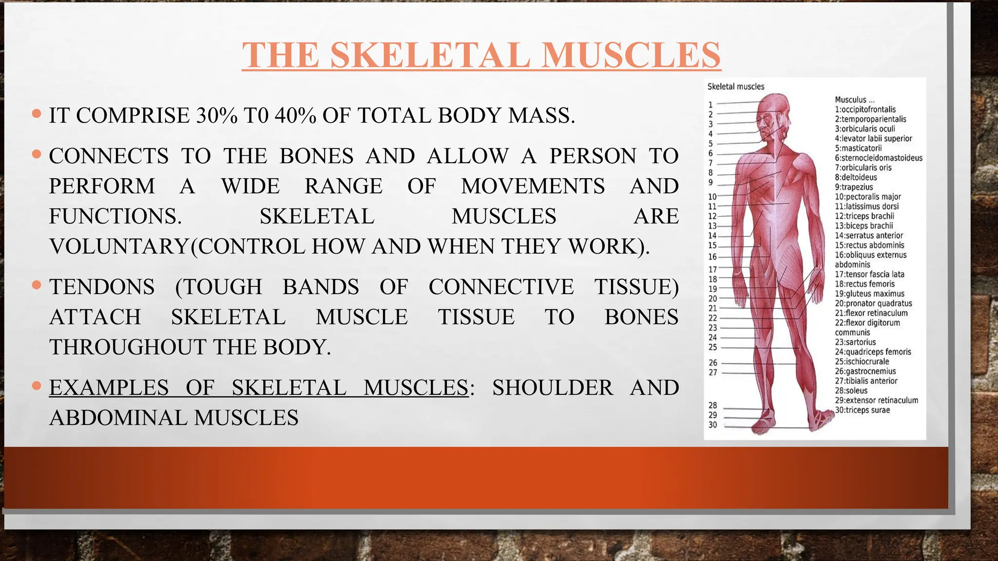 ANATOMY OF MUSCULOSKELETON SYSTEM PRESENTATION | PPT