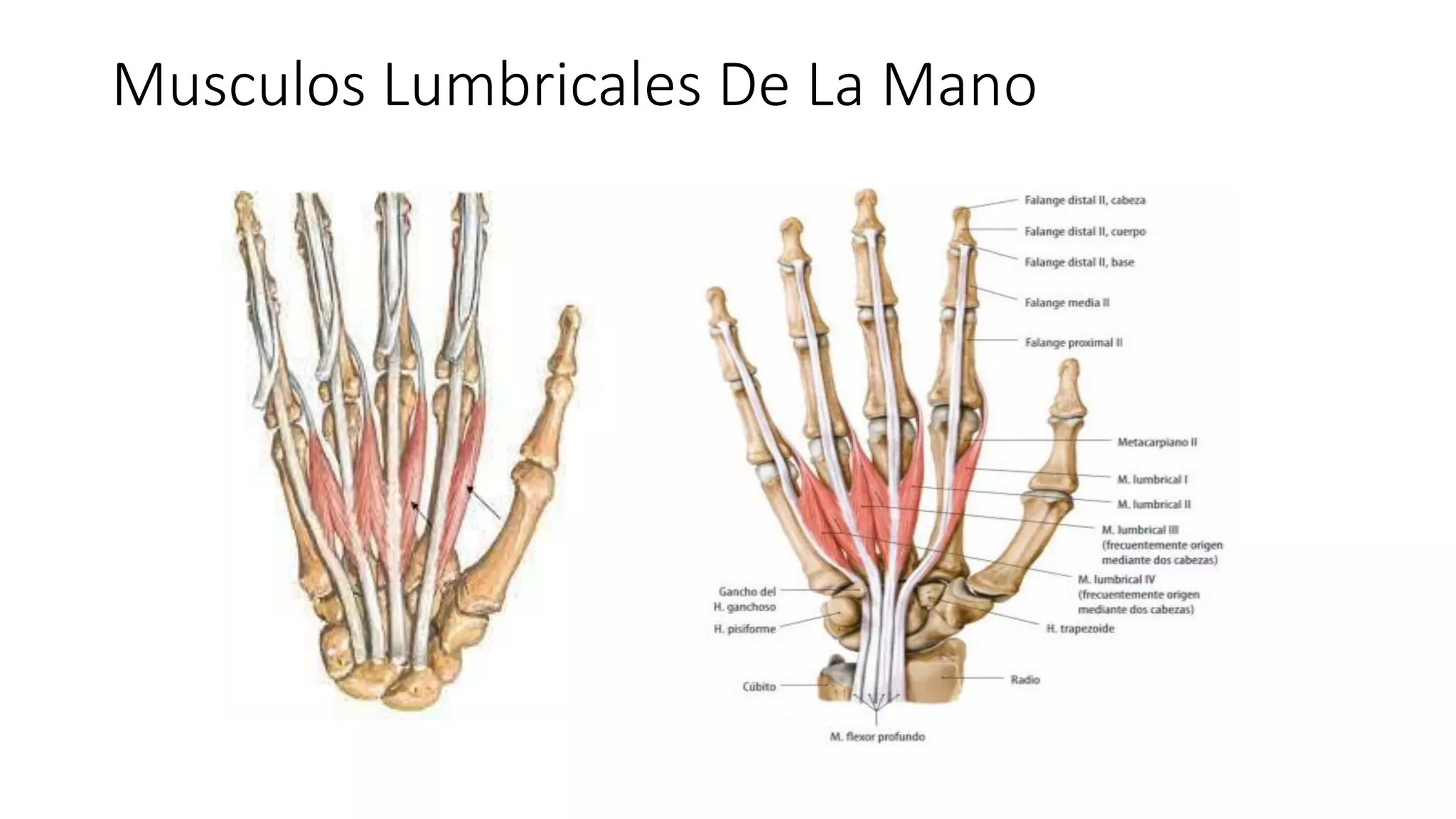 Musculos Lumbricales De La Mano.pdf | Death, Injury, or Military ...