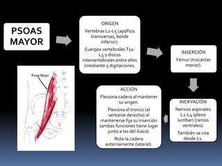 PSOAS
MAYOR
ORIGEN
Vertebras L1-L5 (apófisis
transversas, borde
inferior).
Cuerpos vertebralesT12-
L5 y discos
intervertebrales entre ellos
(mediante 5 digitaciones.
INSERCIÓN
Fémur (trocánter
menor).
INERVACIÓN
Nervios espinales
L2-L4 (plexo
lumbar) (ramos
ventrales).
También se cita
desde L1.
ACCIÓN
Flexiona cadera al mantener
su origen.
Flexiona el tronco (al
sentarse derecho) al
mantenerse fija su inserción
(ambas funciones tiene lugar
junto a las del iliaco).
Rota la cadera
externamente (lateral).
 
