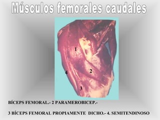 1
2
3
4
BÍCEPS FEMORAL.- 2 PARAMEROBICEP.-
3 BÍCEPS FEMORAL PROPIAMENTE DICHO.- 4. SEMITENDINOSO