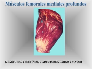 1
2
3
1.-SARTORIO.-2 PECTÍNEO.- 3 ADUCTORES, LARGO Y MAYOR
