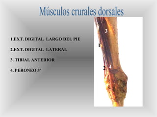 1
2
3
4
1.EXT. DIGITAL LARGO DEL PIE
2.EXT. DIGITAL LATERAL
3. TIBIAL ANTERIOR
4. PERONEO 3º