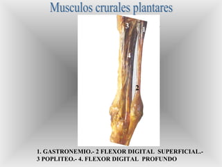 1
2
3
4
1. GASTRONEMIO.- 2 FLEXOR DIGITAL SUPERFICIAL.-
3 POPLITEO.- 4. FLEXOR DIGITAL PROFUNDO