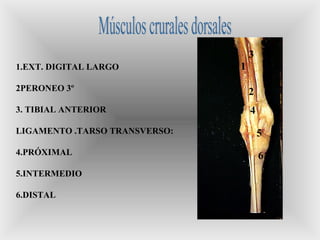 1
2
3
4
5
6
1.EXT. DIGITAL LARGO
2PERONEO 3º
3. TIBIAL ANTERIOR
LIGAMENTO .TARSO TRANSVERSO:
4.PRÓXIMAL
5.INTERMEDIO
6.DISTAL