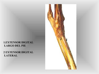 12
1.EXTENSOR DIGITAL
LARGO DEL PIE
2 EXTENSOR DIGITAL
LATERAL