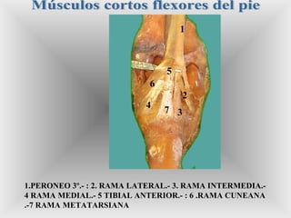 1
2
3
4
5
6
7
1.PERONEO 3º.- : 2. RAMA LATERAL.- 3. RAMA INTERMEDIA.-
4 RAMA MEDIAL.- 5 TIBIAL ANTERIOR.- : 6 .RAMA CUNEANA
.-7 RAMA METATARSIANA