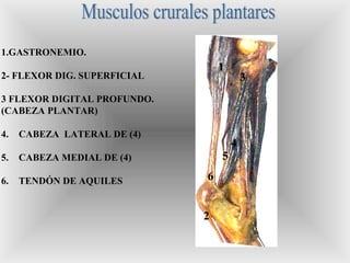1
2
3
4
5
6
1.GASTRONEMIO.
2- FLEXOR DIG. SUPERFICIAL
3 FLEXOR DIGITAL PROFUNDO.
(CABEZA PLANTAR)
4. CABEZA LATERAL DE (4)
5. CABEZA MEDIAL DE (4)
6. TENDÓN DE AQUILES