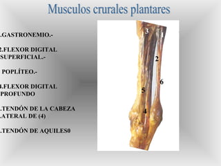 1
2
3
4
1.GASTRONEMIO.-
2.FLEXOR DIGITAL
SUPERFICIAL.-
3 POPLÍTEO.-
4.FLEXOR DIGITAL
PROFUNDO
5.TENDÓN DE LA CABEZA
LATERAL DE (4)
6.TENDÓN DE AQUILES0
5
6