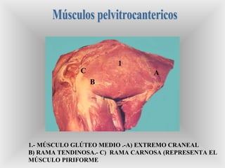 1
A
B
C
1.- MÚSCULO GLÚTEO MEDIO .-A) EXTREMO CRANEAL
B) RAMA TENDINOSA.- C) RAMA CARNOSA (REPRESENTA EL
MÚSCULO PIRIFORME