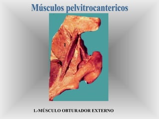 1
1.-MÚSCULO OBTURADOR EXTERNO