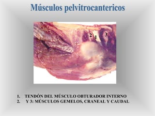 12 3
1. TENDÓN DEL MÚSCULO OBTURADOR INTERNO
2. Y 3: MÚSCULOS GEMELOS, CRANEAL Y CAUDAL