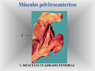 1
1. MÚSCULO CUADRADO FEMORAL
