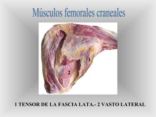 1
2
1 TENSOR DE LA FASCIA LATA.- 2 VASTO LATERAL