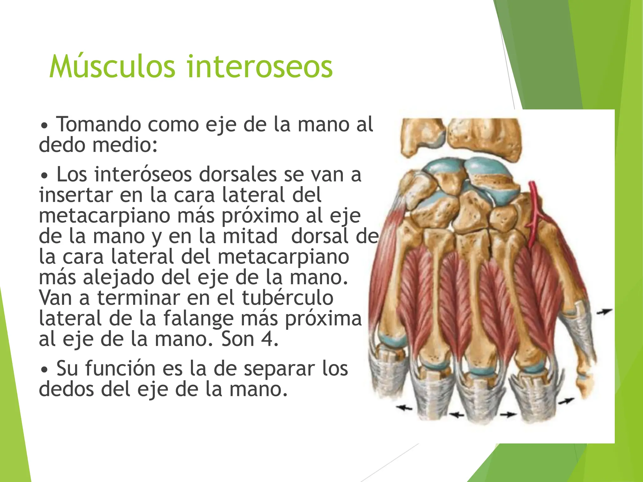 musculos mano 1.pptxForman la eminencia tenar. Responsables de