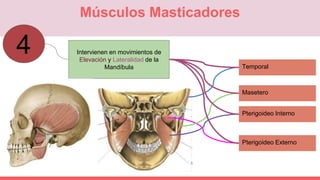 Los músculos de la masticación