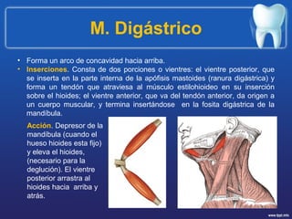 M. Digástrico
• Forma un arco de concavidad hacia arriba.
• Inserciones. Consta de dos porciones o vientres: el vientre posterior, que
se inserta en la parte interna de la apófisis mastoides (ranura digástrica) y
forma un tendón que atraviesa al músculo estilohioideo en su inserción
sobre el hioides; el vientre anterior, que va del tendón anterior, da origen a
un cuerpo muscular, y termina insertándose en la fosita digástrica de la
mandíbula.
Acción. Depresor de la
mandíbula (cuando el
hueso hioides esta fijo)
y eleva el hioides,
(necesario para la
deglución). El vientre
posterior arrastra al
hioides hacia arriba y
atrás.
 