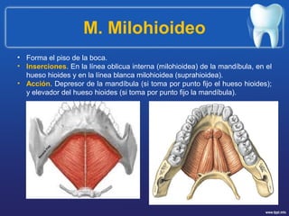 M. Milohioideo
• Forma el piso de la boca.
• Inserciones. En la línea oblicua interna (milohioidea) de la mandíbula, en el
hueso hioides y en la línea blanca milohioidea (suprahioidea).
• Acción. Depresor de la mandíbula (si toma por punto fijo el hueso hioides);
y elevador del hueso hioides (si toma por punto fijo la mandíbula).
 