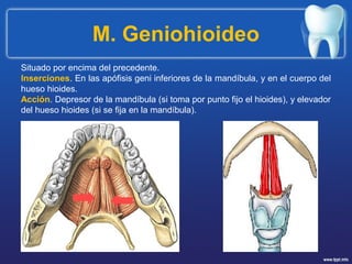M. Geniohioideo
Situado por encima del precedente.
Inserciones. En las apófisis geni inferiores de la mandíbula, y en el cuerpo del
hueso hioides.
Acción. Depresor de la mandíbula (si toma por punto fijo el hioides), y elevador
del hueso hioides (si se fija en la mandíbula).
 