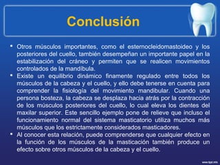  Otros músculos importantes, como el esternocleidomastoideo y los
posteriores del cuello, también desempeñan un importante papel en la
estabilización del cráneo y permiten que se realicen movimientos
controlados de la mandíbula.
 Existe un equilibrio dinámico finamente regulado entre todos los
músculos de la cabeza y el cuello, y ello debe tenerse en cuenta para
comprender la fisiología del movimiento mandibular. Cuando una
persona bosteza, la cabeza se desplaza hacia atrás por la contracción
de los músculos posteriores del cuello, lo cual eleva los dientes del
maxilar superior. Este sencillo ejemplo pone de relieve que incluso el
funcionamiento normal del sistema masticatorio utiliza muchos más
músculos que los estrictamente considerados masticadores.
 Al conocer esta relación, puede comprenderse que cualquier efecto en
la función de los músculos de la masticación también produce un
efecto sobre otros músculos de la cabeza y el cuello.
Conclusión
 