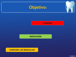 Objetivo:
CONOCER LOS MÚSCULOS
INERVACIÓN
FUNCIÓN
 