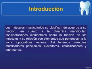 Introducción
Los músculos masticatorios se clasifican de acuerdo a su
función, en cuanto a la dinámica mandibular,
consideraciones elementales sobre la función de los
músculos y su relación con elementos que pertenecen a la
zona topográficas vecinas. Así tenemos músculos
masticadores principales, elevadores, estabilizadores y
depresores.
 