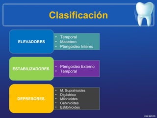 Clasificación
ELEVADORES
DEPRESORES.
ESTABILIZADORES.
• Temporal
• Macetero
• Pterigoideo Interno
• M. Suprahioides
• Digástrico
• Milohioides
• Genihioides
• Estilohioides
• Pterigoideo Externo
• Temporal
 