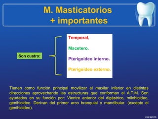 M. Masticatorios
+ importantes
Son cuatro:
Temporal.
Macetero.
Pterigoideo interno.
Pterigoideo externo.
Tienen como función principal movilizar el maxilar inferior en distintas
direcciones aprovechando las estructuras que conforman el A.T.M. Son
ayudados en su función por: Vientre anterior del digástrico, milohioideo,
genihioideo. Derivan del primer arco branquial o mandibular. (excepto el
genihioldeo).
 