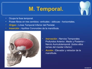 M. Temporal.
• Ocupa la fosa temporal.
• Posee fibras en tres sentidos: verticales - oblicuas - horizontales.
• Origen : Línea Temporal Inferior del Parietal.
• Inserción : Apófisis Coronoides de la mandíbula.
• Inervación : Nervios Temporales
Profundos Anterior, Medio y Posterior -
Nervio Auriculotemporal. (todos ellos
ramas del maxilar inferior)
• Acción : Elevador y retractor de la
mandíbula.
 