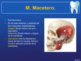 M. Macetero.
• Dos fascículos.
• Es el más anterior y potente de
los músculos masticadores.
Origen: Borde inferior del arco
cigomático.
Inserción: Borde inferior y ángulo
de la mandíbula.
• Inervación: Nervio Maseterino
(rama del Nervio maxilae inferior).
Acción: elevador potente de la
mandíbula.
 