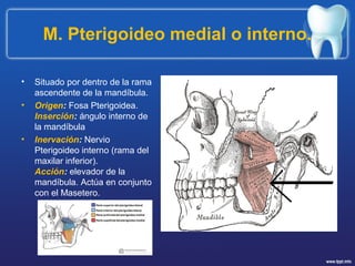 M. Pterigoideo medial o interno.
• Situado por dentro de la rama
ascendente de la mandíbula.
• Origen: Fosa Pterigoidea.
Inserción: ángulo interno de
la mandíbula
• Inervación: Nervio
Pterigoideo interno (rama del
maxilar inferior).
Acción: elevador de la
mandíbula. Actúa en conjunto
con el Masetero.
 
