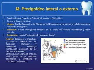 M. Pterigoideo lateral o externo
• Dos fascículos. Superior o Esfenoidal. Inferior o Pterigoideo.
• Ocupa la fosa cigomática.
• Origen: Carilla Cigomática del Ala Mayor del Esfenoides y cara externa del ala externa de
la Apófisis Pterigoides.
• Inserción: Fosita Pterigoidea ubicada en el cuello del cóndilo mandibular y disco
articular.
• Inervación: Nervio Pterigoideo (2 ramas del bucal).
Acción: descenso y propulsión
(contracción bilateral de los
fascículos inferiores) y
lateralidad centrifuga
(contracción unilateral de los
fascículos inferiores) .
El fascículo inferior solo entra en
acción junto con los músculos
elevadores y estabiliza el
complejo cóndilo-disco.
 