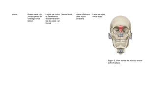 Musulo Procer Tabla especifica de los músculos del cuerpo humano pdf | PDF