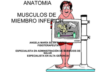 ANATOMIA MUSCULOS DE  MIEMBRO INFERIOR ANGELA MARÍA SILVA SUÁREZ FISIOTERAPEUTA ESPECIALISTA EN ADMINISTRACIÓN DE SERVICIOS DE SALUD  ESPECIALISTA EN ALTA GERENCIA 