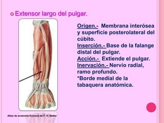 Falanges Netter Musculos miembro superior Anita | PPTX