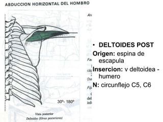 DELTOIDES POST Origen:  espina de escapula Insercion:  v deltoidea -humero N:  circunflejo C5, C6 30 º- 180 º 