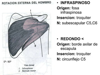 INFRASPINOSO Origen:  fosa infraspinosa Insercion:  troquiter N:  subescapular C5,C6 REDONDO < Origen:  borde axilar de escapula Insercion:  troquiter N:  circunflejo C5 0 º- 90 º 