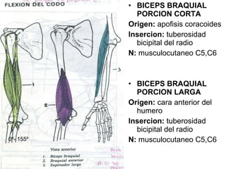 BICEPS BRAQUIAL PORCION CORTA Origen:  apofisis coracoides Insercion:  tuberosidad bicipital del radio N:  musculocutaneo C5,C6 BICEPS BRAQUIAL PORCION LARGA Origen:  cara anterior del humero Insercion:  tuberosidad bicipital del radio   N:  musculocutaneo C5,C6 0 º- 155 º 