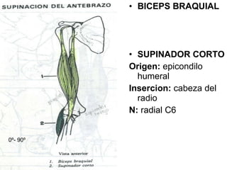BICEPS BRAQUIAL SUPINADOR CORTO Origen:  epicondilo humeral Insercion:  cabeza del radio N:  radial C6 0 º- 90 º 