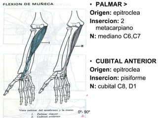 PALMAR > Origen:  epitroclea Insercion:  2 metacarpiano N:  mediano C6,C7 CUBITAL ANTERIOR Origen:  epitroclea Insercion:  pisiforme N:  cubital C8, D1 0 º- 90 º 
