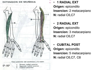 1 RADIAL EXT Origen:  epicondilo Insercion:  2 metacarpiano N:  radial C6,C7 2 RADIAL EXT Origen:  epicondilo Insercion:  3 metacarpiano N:  radial C6,C7 CUBITAL POST Origen:  epicondilo Insercion:  5 metacarpiano N:  radial C6,C7, C8 0 º- 85 º 