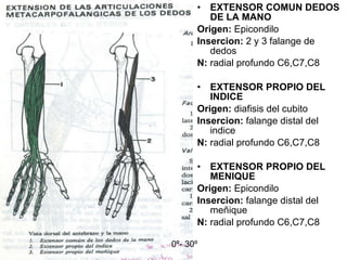 EXTENSOR COMUN DEDOS DE LA MANO Origen:  Epicondilo Insercion:  2 y 3 falange de dedos N:  radial profundo C6,C7,C8 EXTENSOR PROPIO DEL INDICE Origen:  diafisis del cubito Insercion:  falange distal del indice N:  radial profundo C6,C7,C8 EXTENSOR PROPIO DEL MENIQUE Origen:  Epicondilo   Insercion:  falange distal del meñique  N:  radial profundo C6,C7,C8 0 º- 30 º 