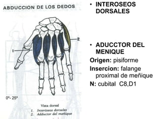 INTEROSEOS DORSALES ADUCCTOR DEL MENIQUE Origen:  pisiforme Insercion:  falange proximal de meñique N:  cubital  C8,D1 0 º- 25 º 