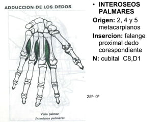INTEROSEOS PALMARES Origen:  2, 4 y 5 metacarpianos Insercion:  falange proximal dedo corespondiente N:  cubital  C8,D1 25 º- 0 º 